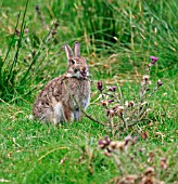 RABBIT EATING THISTLE