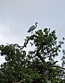 HERON PERCHING ON TOP OF TREE