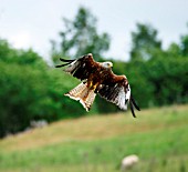 RED KITE (BIRD OF PREY) IN FLIGHT