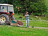 KITES (BIRD OF PREY) FEEDING AT GINGRIN FARM