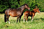 WELSH COB MARE AND FOAL