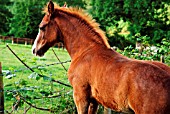 WELSH COB FOAL NEAR BARBED WIRE FENCE