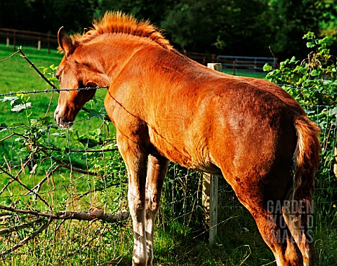 WELSH_COB_FOAL_NEAR_BARBED_WIRE_FENCE