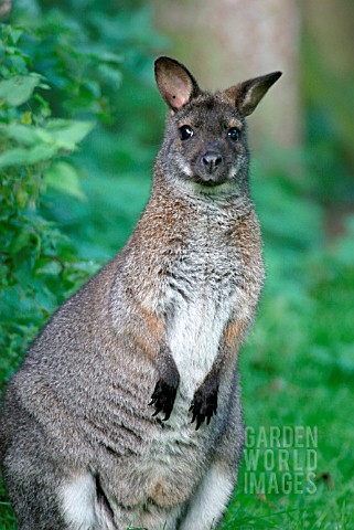 RED_NECKED_WALLABY_MACROPUS_RUFOGRISEUS