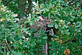 LYNX (FELIS LYNX) RESTING IN TREE