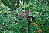 LYNX (FELIS LYNX) RESTING IN TREE