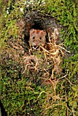 BANK VOLE (CLETHNONOMYS GLAREOLUS) NEST