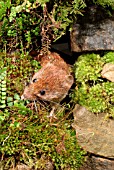 BANK VOLE (CLETHNONOMYS GLAREOLUS)COMING OUT OF HOLE