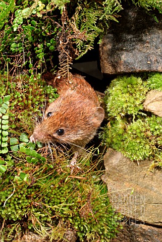 BANK_VOLE_CLETHNONOMYS_GLAREOLUSCOMING_OUT_OF_HOLE