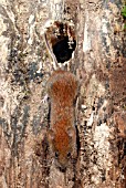 BANK VOLE (CLETHNONOMYS GLAREOLUS)COMING OUT OF HOLE