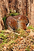 BANK VOLE (CLETHNONOMYS GLAREOLUS)IN NEST