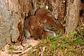 BANK VOLE (CLETHNONOMYS GLAREOLUS)IN NEST