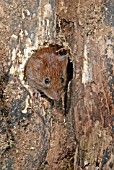 BANK VOLE (CLETHNONOMYS GLAREOLUS)HEAD ENTERING HOLE