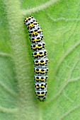 MULLIEN MOTH,  CUCULLIA VERBASCI,  CLOSE UP OF CATERPILLAR