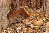 BANK VOLE (CLETHNONOMYS GLAREOLUS)EATING ACORN