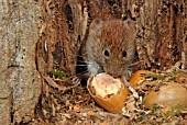 BANK VOLE (CLETHNONOMYS) EATING ACORN