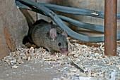 HOUSE MOUSE (MUS DOMESTICUS) UNDER FLOOR BOARDS