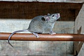 HOUSE MOUSE (MUS DOMESTICUS) ON WATER PIPE