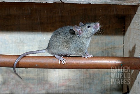 HOUSE_MOUSE_MUS_DOMESTICUS_ON_WATER_PIPE