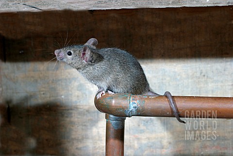HOUSE_MOUSE_MUS_DOMESTICUS_ON_WATER_PIPE