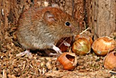 BANK VOLE (CLETHNONOMYS GLAREOLUS) EATING ACORN