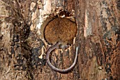 WOOD MOUSE (APODEMUS SYLVATICUS) LEAVING HOLE