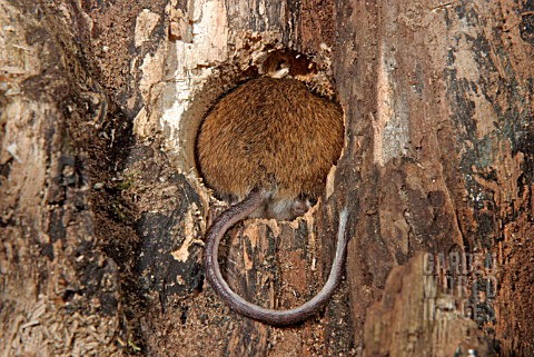 WOOD_MOUSE_APODEMUS_SYLVATICUS_LEAVING_HOLE