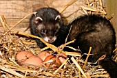 POLECAT (MUSTELLA PUTORIS) IN HEN NEST