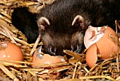 POLECAT (MUSTELLA PUTORIS) MALE,  EATING HEN EGGS