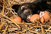 POLECAT (MUSTELLA PUTORIS) MALE,  EATING HEN EGGS