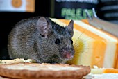 HOUSE MOUSE (MUS DOMESTICUS) EATING BISCUIT