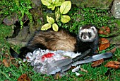 POLECAT (MUSTELA PUTORIS) FEMALE EATING PIGEON