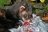 POLECAT (MUSTELA PUTORIS) FEMALE EATING PIGEON