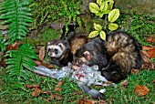 POLECAT (MUSTELA PUTORIS) FEMALE AND MALE EATING PIGEON
