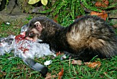 POLECAT (MUSTELA PUTORIS) FEMALE EATING PIGEON