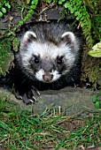 POLECAT (MUSTELA PUTORIS) FEMALE AT DEN ENTRANCE