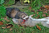 POLECAT (MUSTELA PUTORIS) FEMALE EATING RABBIT