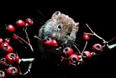 BANK VOLE (CLETHRIONONOMYS GLAREOLUS) EATING HAWTHORN BERRIES