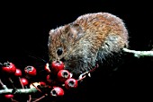 BANK VOLE (CLETHRIONONOMYS GLAREOLUS) EATING HAWTHORN BERRIES