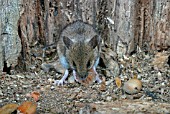 WOOD MOUSE (APODEMUS SYLVATICUS) EATING HAZELNUTS