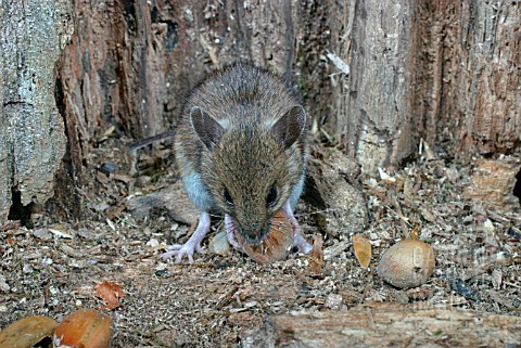 WOOD_MOUSE_APODEMUS_SYLVATICUS_EATING_HAZELNUTS