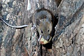 WOOD MOUSE (APODEMUS SYLVATICUS) EATING ACORN