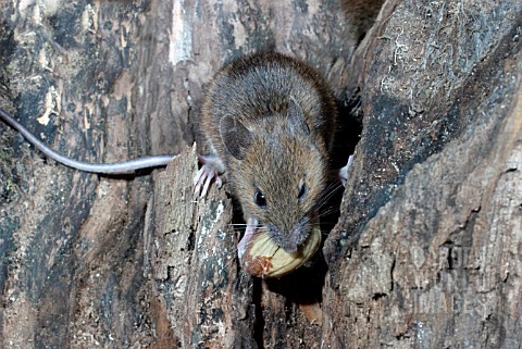 WOOD_MOUSE_APODEMUS_SYLVATICUS_EATING_ACORN