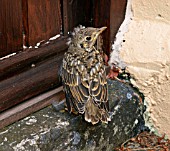 YOUNG MISTLE THRUSH ON DOORSTEP