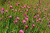 TRIFOLIUM (RED CLOVER)