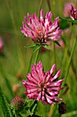 TRIFOLIUM (RED CLOVER)