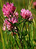 TRIFOLIUM (RED CLOVER)