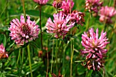 TRIFOLIUM (RED CLOVER)