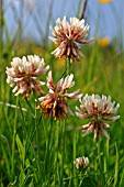 TRIFOLIUM (WHITE CLOVER)