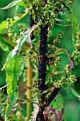 BLACK APHIDS ON DOCK (RUMEX)